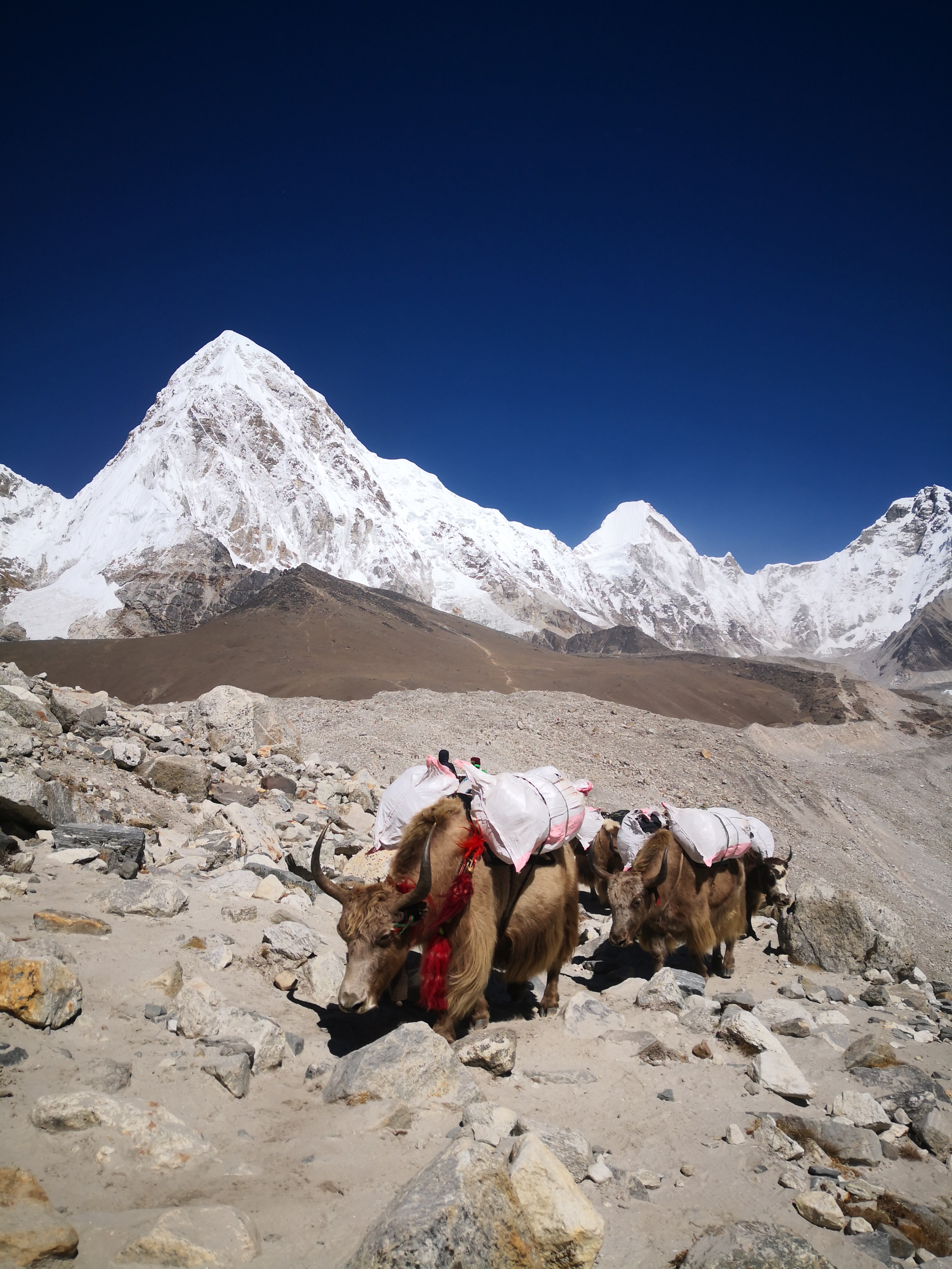 Everest Base Camp - photo 5