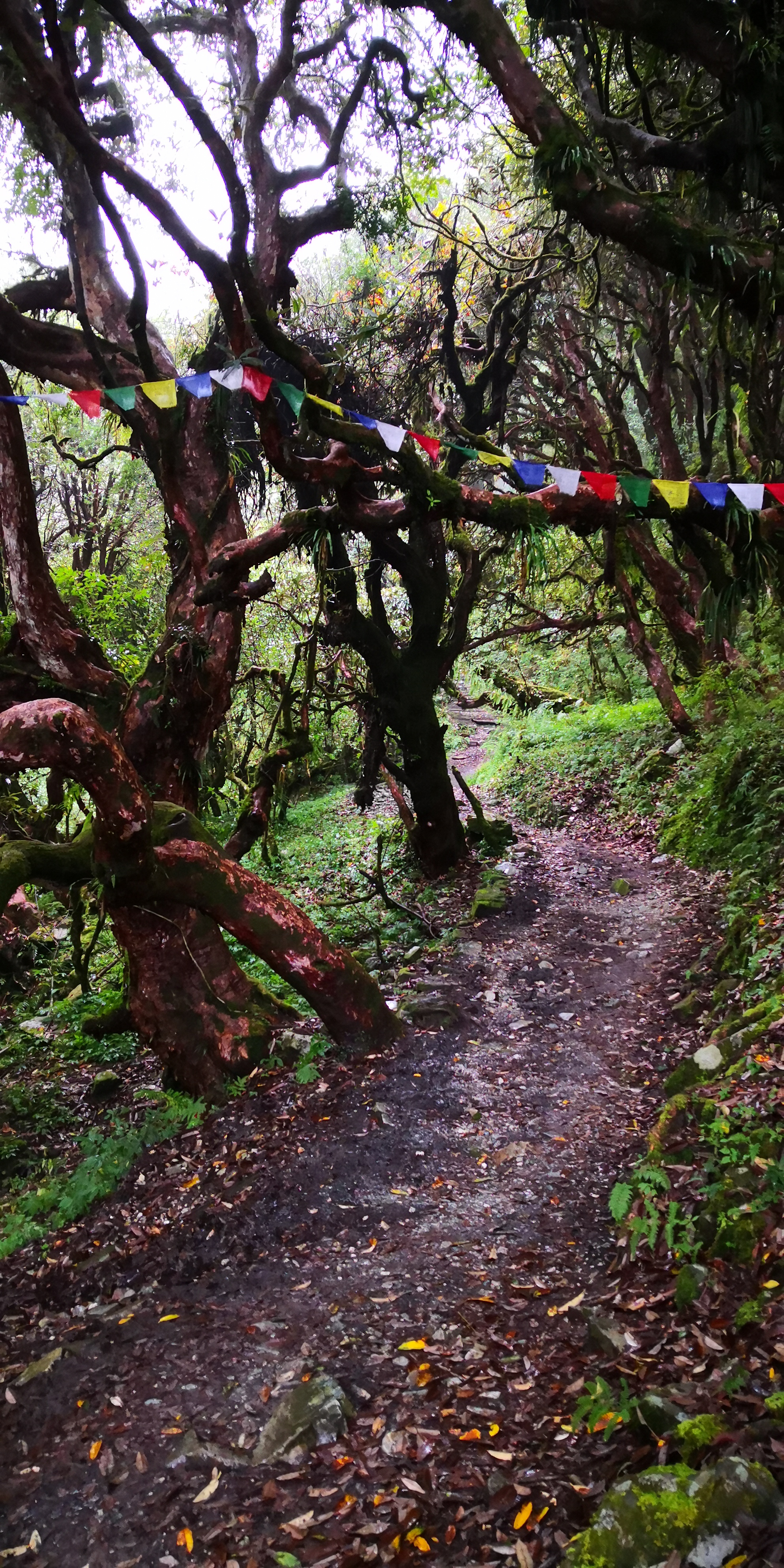 Ghorepani poon hill - photo 2
