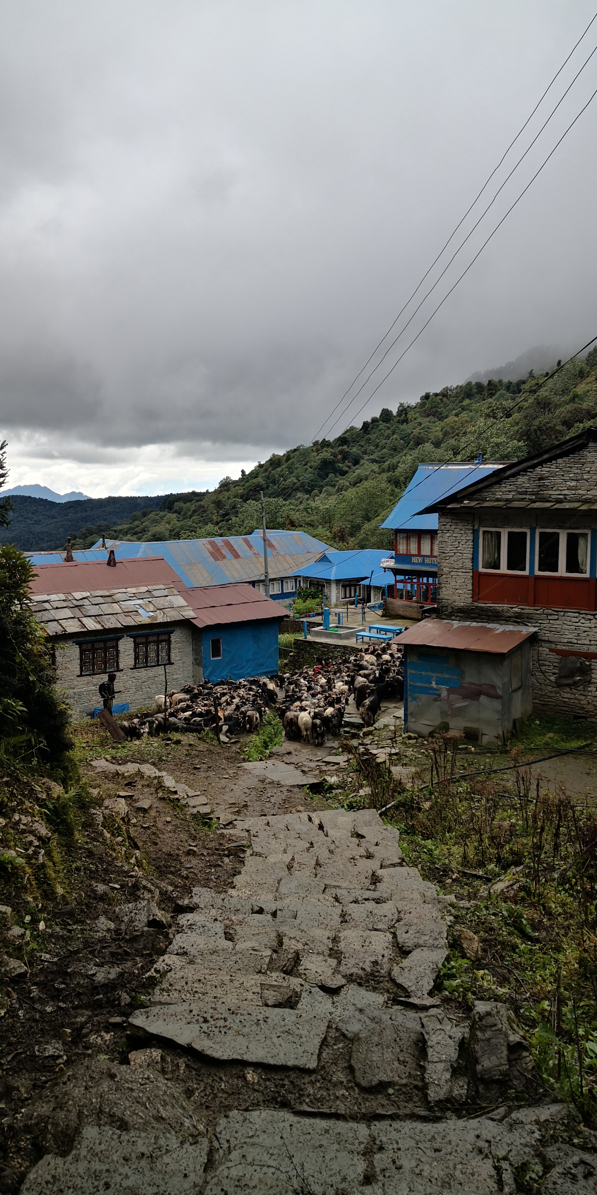 Ghorepani poon hill - photo 3