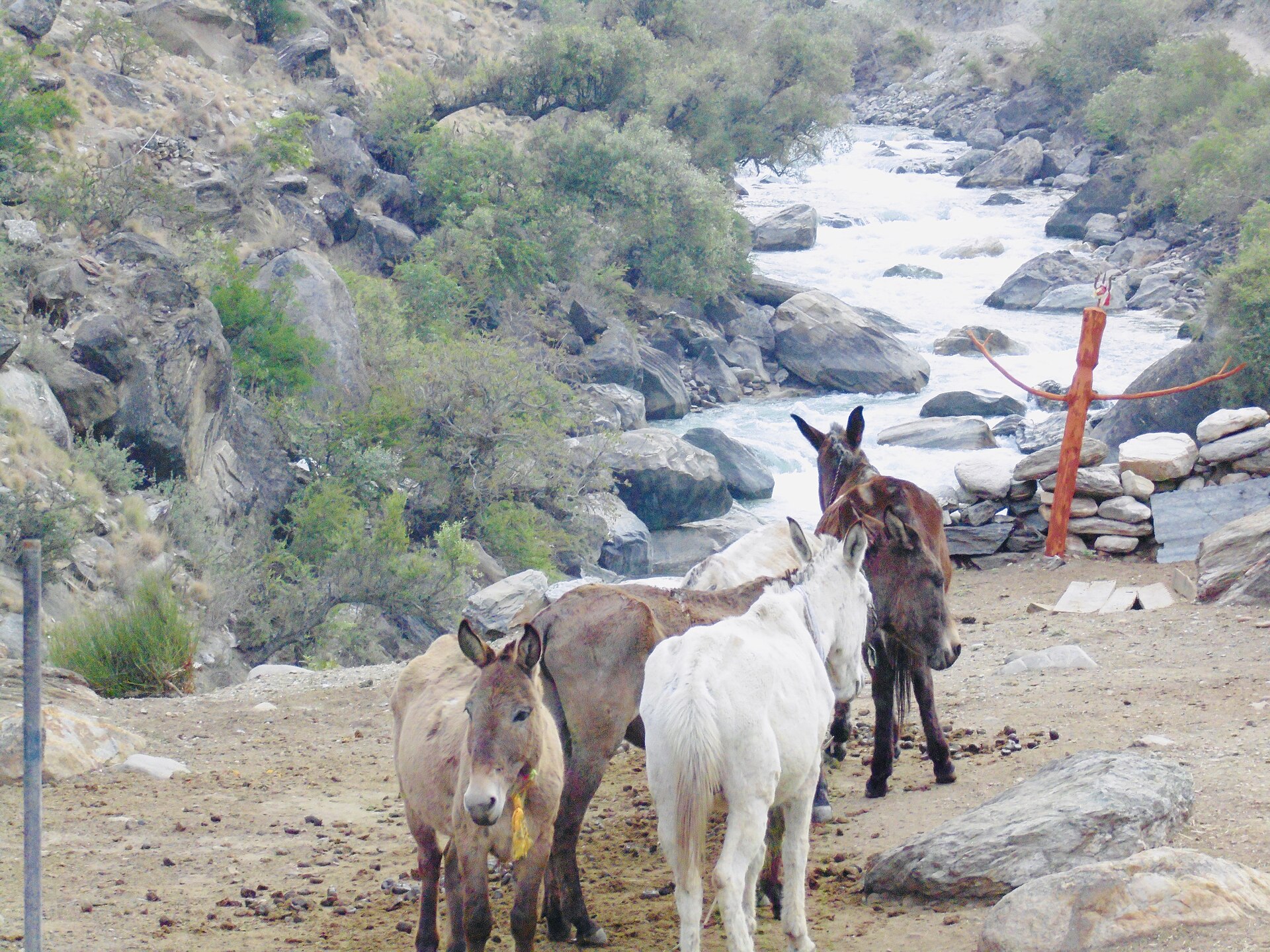 Fly to Juphal, trek to Dunai - 2,140 m