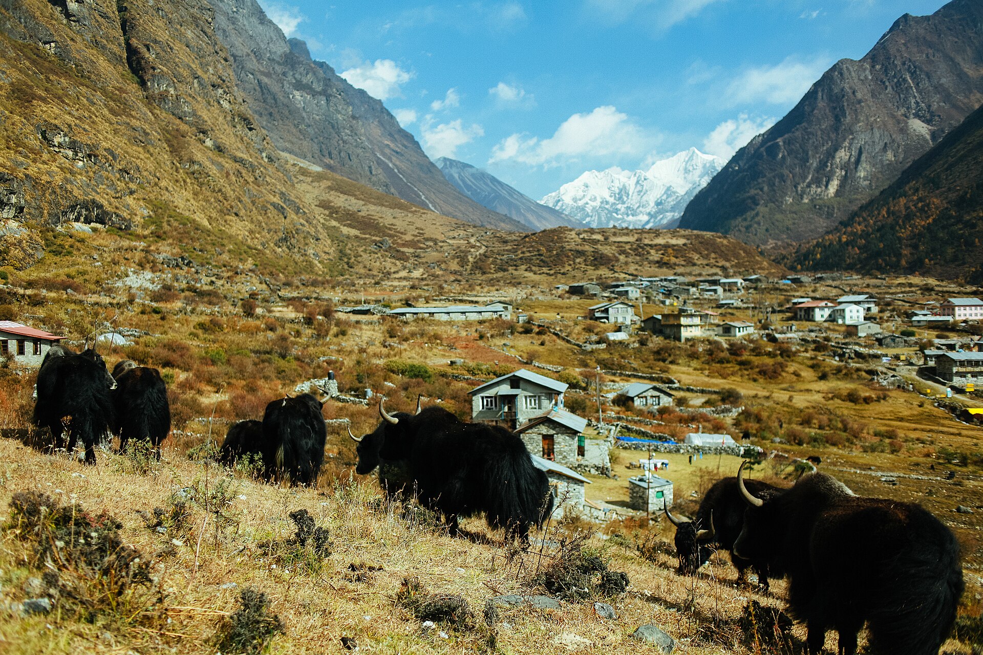 Lama Hotel to Langtang village - 3,430 m